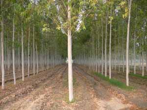 Eucalyptus plants in Rewa