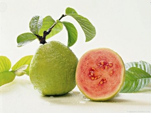 Guava Saplings (L-49)
