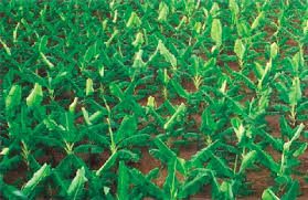 Hybrid Banana Plants in Bihar