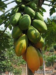 Papaya Plants in Jahangirabad