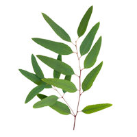 plant eucalyptus