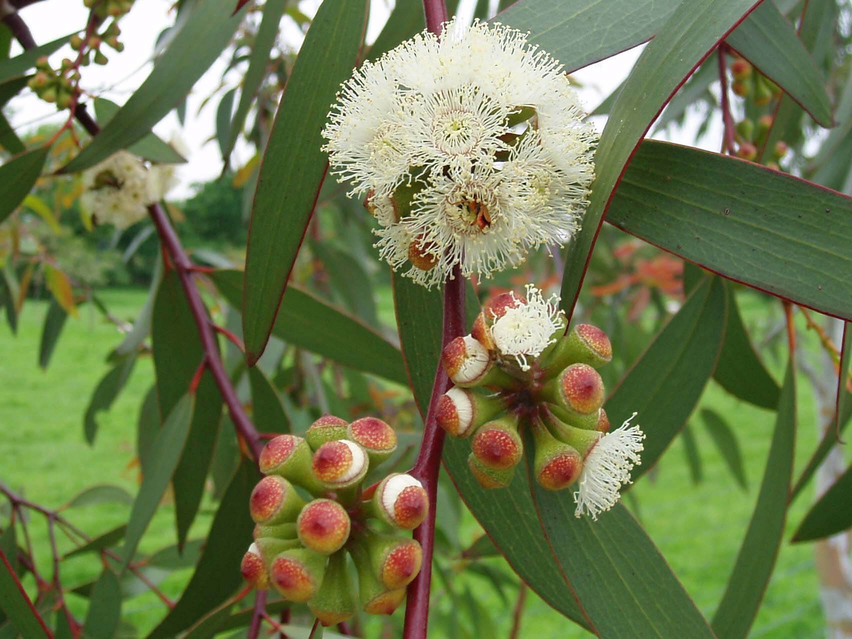 Eucalyptus olant