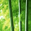 bamboo Plants