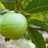 Guava Plants