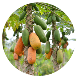 papaya plantation