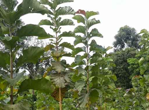 Sagwan plants in Sitapur