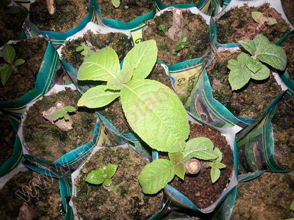 teak plants india plantation