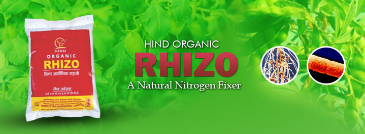 Hind Organic Rhizo
