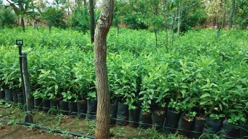 Eucalyptus plantation in Unnao