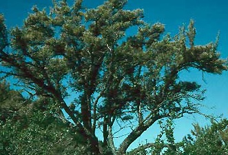 Mahogany plants in Bijnor