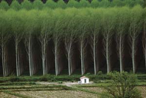 Eucalyptus plantation in Kanpur