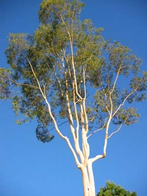 Eucalyptus plantation in Hardoi