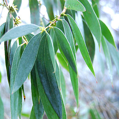 Eucalyptus plantation in Rewa