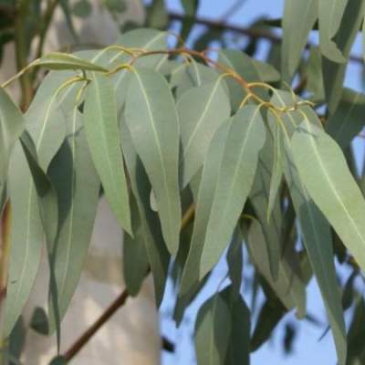 Eucalyptus plantation in Tanda