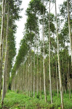 Eucalyptus plants in Shirdi