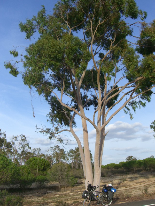 Eucalyptus plants in Jalgaon