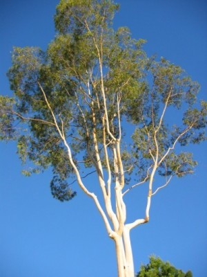 Eucalyptus plants in Jalaun