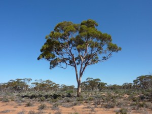Eucalyptus plants in Hardoi