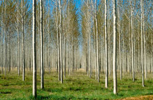 Eucalyptus plantation in Pukhrayan