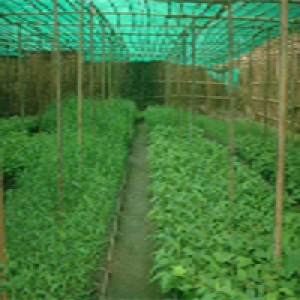 Sagwan plants in Jhansi