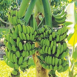 Banana plants in Basti