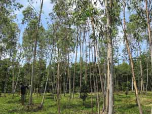 Eucalyptus plants in Bhind