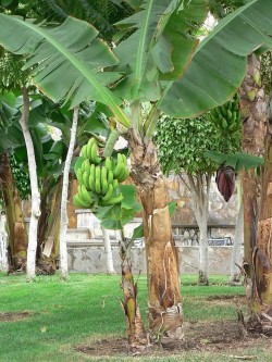Banana plants in Barabanki