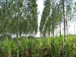 Eucalyptus plants in Indore