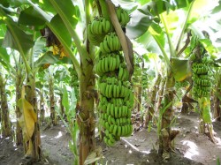 Banana plants in Jarbal