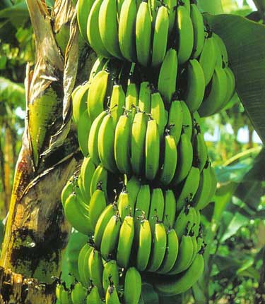 Banana plants in Raebareli