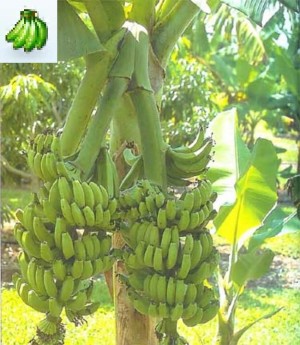 Banana plants in Mohanlalganj