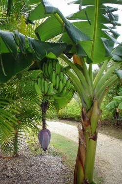 Banana plants in Bijnore