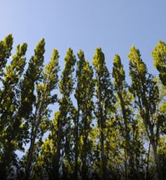 Poplar plants in Akbarpur