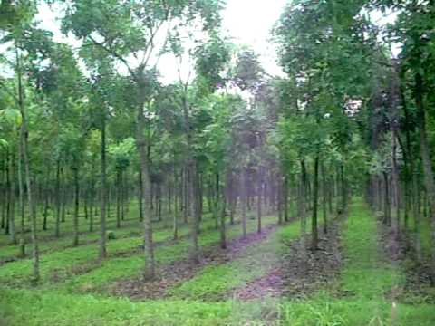Mahogany plants in Mirzapur