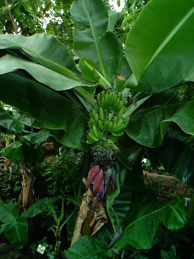 Banana plants in Maihar