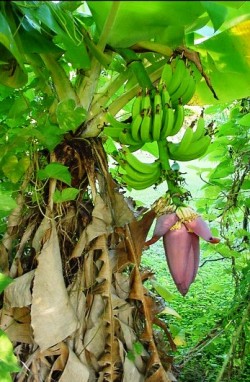 Banana plants in Satna