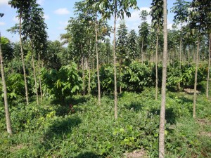 Mahogany plants in Sikathiya