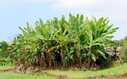Banana plants in Tanda
