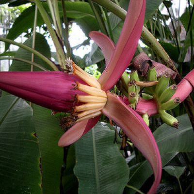 Banana plants in Gonda
