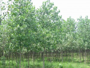 Poplar plants in Bindki