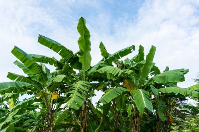 Banana plants in Madhya Pradesh