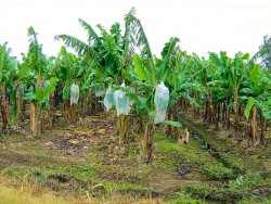 Banana plants in Rewa