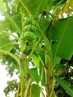 Banana plants in Kanpur