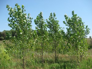 Poplar plants in Pukhrayan