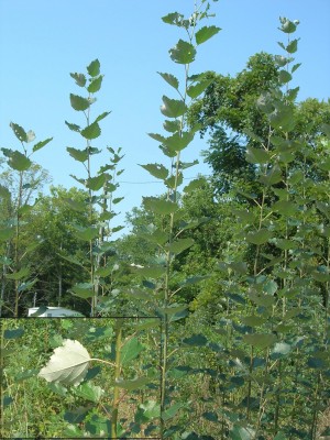 Poplar plants in Guna