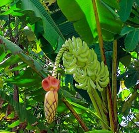 Banana plants in Indore