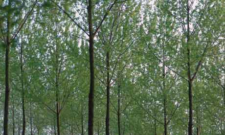 Poplar plants in Hapur