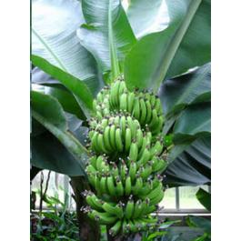 Banana plants in Shirdi
