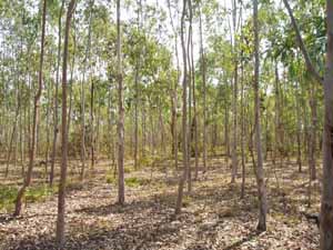 Eucalyptus plants in Madhya pradesh