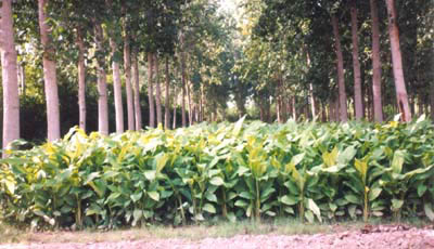 Poplar plants in Haryana